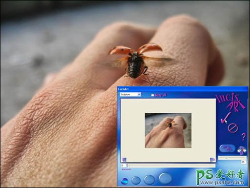 利用PS外挂滤镜制作高对比清晰效果的蚊子吸血图片
