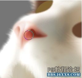 Photoshop鼠绘可爱的小猫素材图,手绘毛绒质感小猫案例。