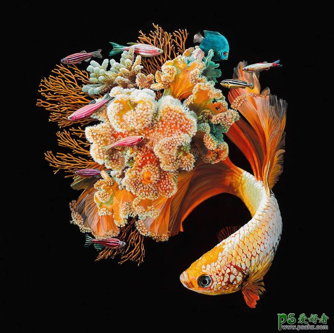 欣赏一组金鱼与珊瑚的完美合成设计，漂亮的鱼与珊瑚场景合成作品
