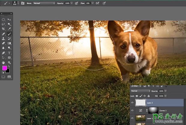 PS照片后期教程：给可爱的狗狗素材图片制作出柔美的逆光色彩