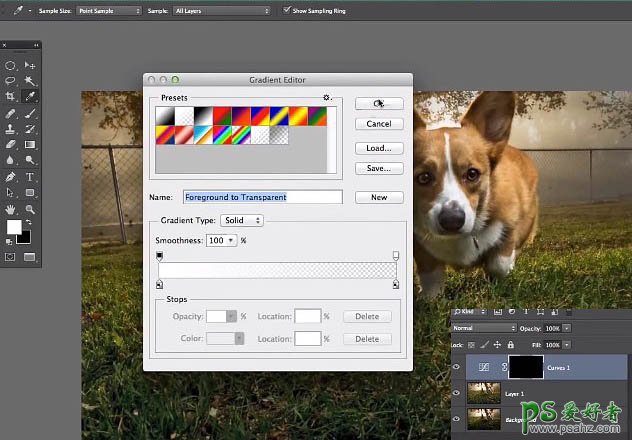 PS照片后期教程：给可爱的狗狗素材图片制作出柔美的逆光色彩