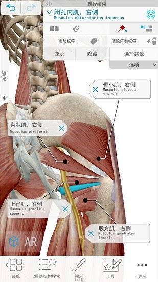 3d人体解剖下载