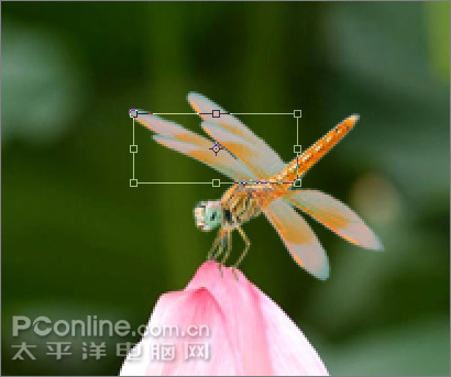 Photoshop CS3教程：蜻蜓落荷花动画