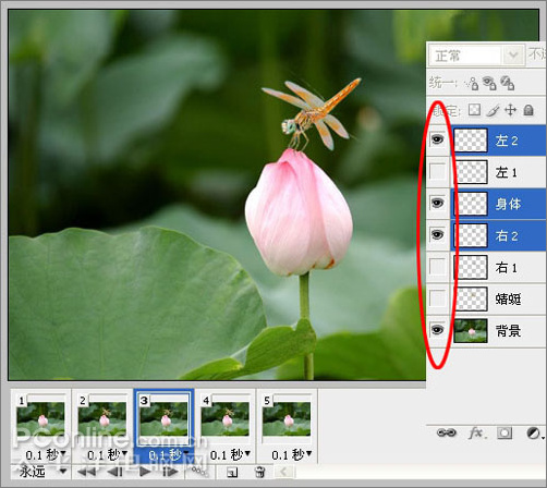 Photoshop CS3教程：蜻蜓落荷花动画