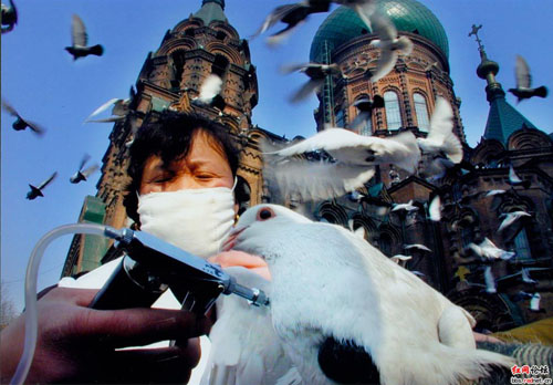 广场鸽接种禽流感疫苗