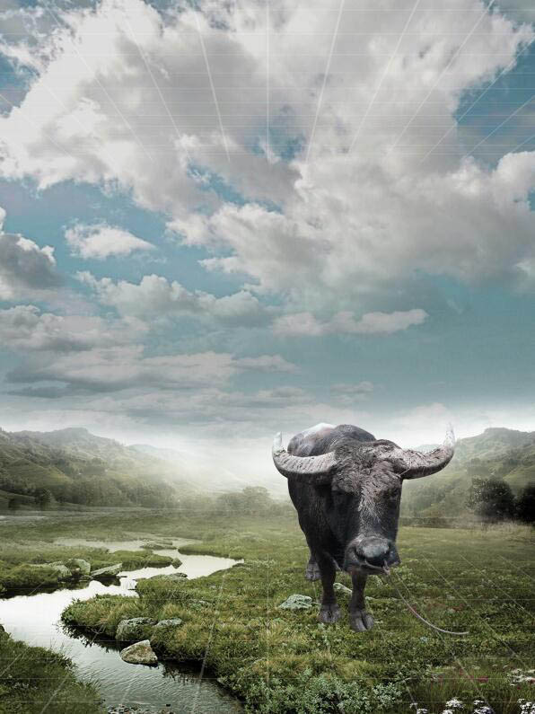 Photoshop制作雨中野外孤独行走的一头牛海报