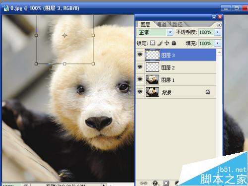 用ps将熊猫变成成一只熊