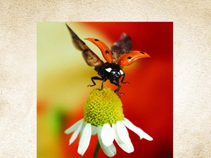 Photoshop设计制作时尚炫彩花纹的小虫桌面壁纸