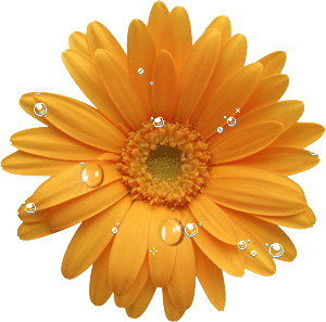 Photoshop设计制作出花瓣上滚动的水珠效果教程
