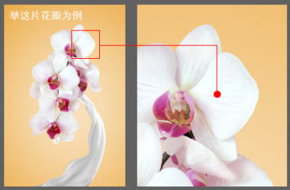 Photoshop合成牛奶泼洒出纯白色花朵的效果