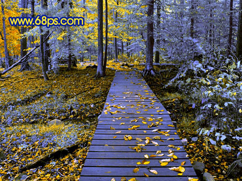 Photoshop打造冷暖对比的蓝黄色森林照片