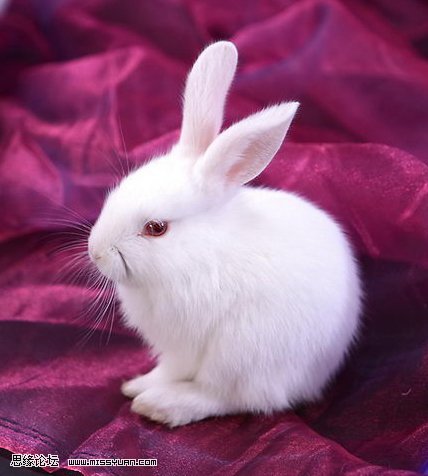 用抽出滤镜抠出毛茸茸的小白兔