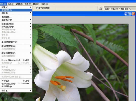 Photoshop处理数码照片的背景alt=花卉照片处理：简化背景突出主体