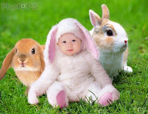 Photoshop打造一个小兔子乖乖照片