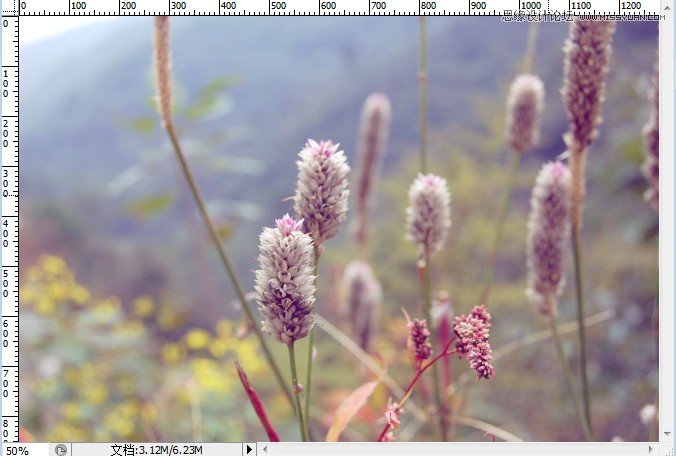 Photoshop调出小清新日系效果的蒲草植物图片