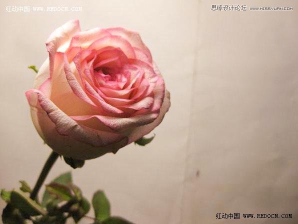 Photoshop利用Camera Raw和HDR动态渲染滤镜调出柔美清新的粉色玫瑰