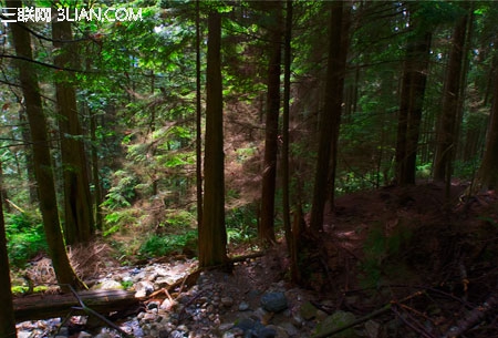 photoshop快速将偏暗的森林图片打造迷人的霞光色