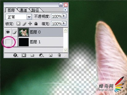 photoshop利用通道为猫咪画面选出主体