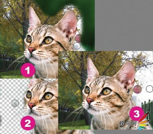 photoshop利用通道为猫咪画面选出主体