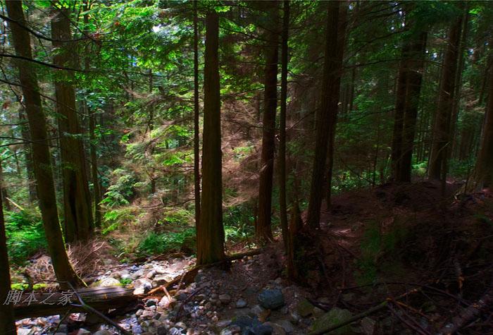 Photoshop为偏暗的森林图片增加柔和的透射阳光效果