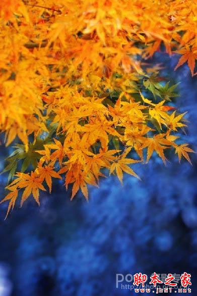 Photoshop将秋季枫叶图片打造出梦幻烟雾特效