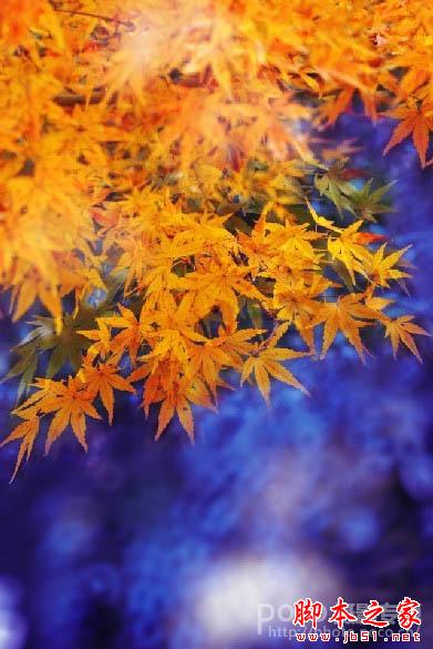 Photoshop将秋季枫叶图片打造出梦幻烟雾特效