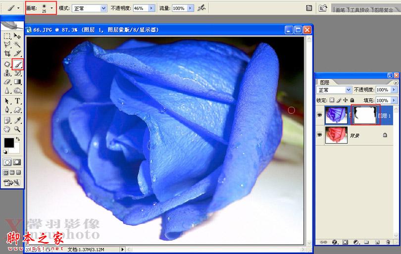 photoshop快速将红玫瑰变为蓝玫瑰