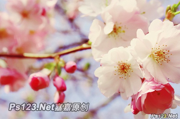 photoshop为樱花图片打造出清新淡雅的日系效果教程