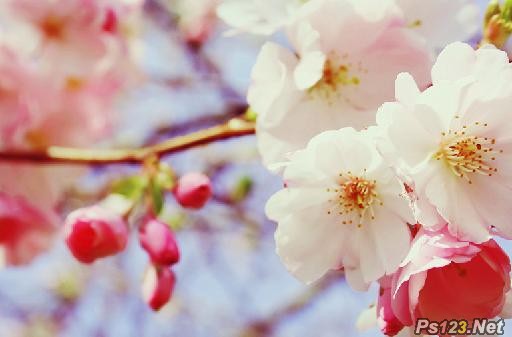 photoshop为樱花图片打造出清新淡雅的日系效果教程