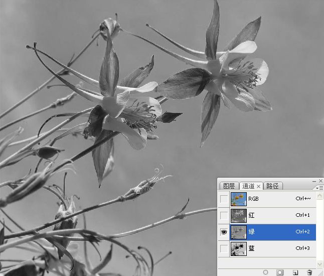 Photoshop巧用颜色通道将花卉从背景分离