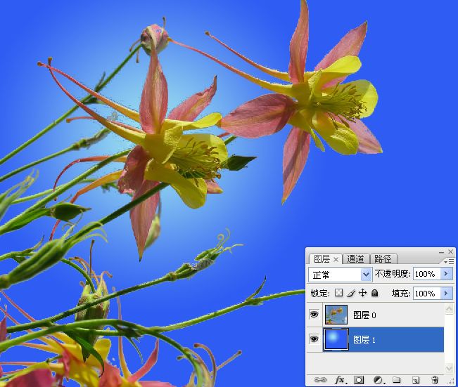 Photoshop巧用颜色通道将花卉从背景分离