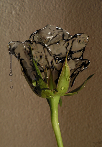 Photoshop设计打造出一朵创意的水玫瑰