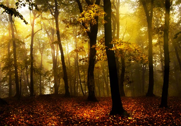 Photoshop为树林图片添加上高清的投射光束效果