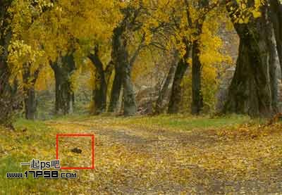 Photoshop为平淡的秋天树林调成红色的效果