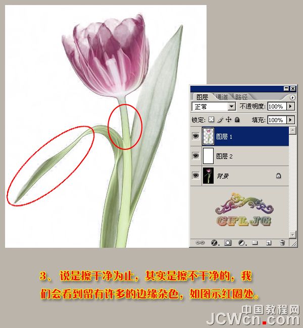 photoshop 利用背景橡皮擦工具快速抠出背景单一的花朵