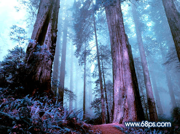 Photoshop制作暗调蓝紫色的森林图片