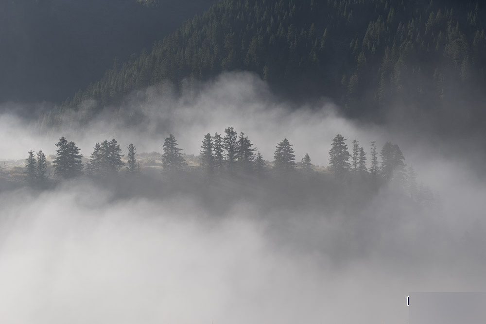 PS给森林打造梦幻迷雾的风光照片