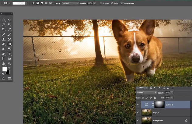 Photoshop为狗狗图片调制出柔美的暖色逆光效果