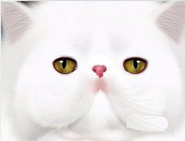 ps怎么手绘非常可爱的白猫头?