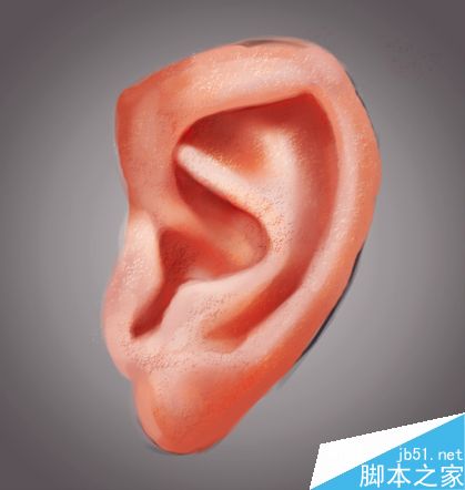 PS绘制一只逼真写实的耳朵
