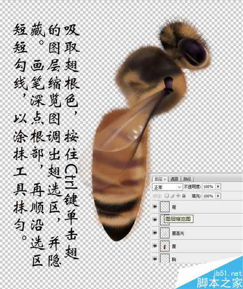 PS鼠绘一只可爱的绒绒的小蜜蜂
