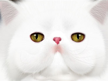 photoshop鼠绘神态憨厚的小白猫头像效果