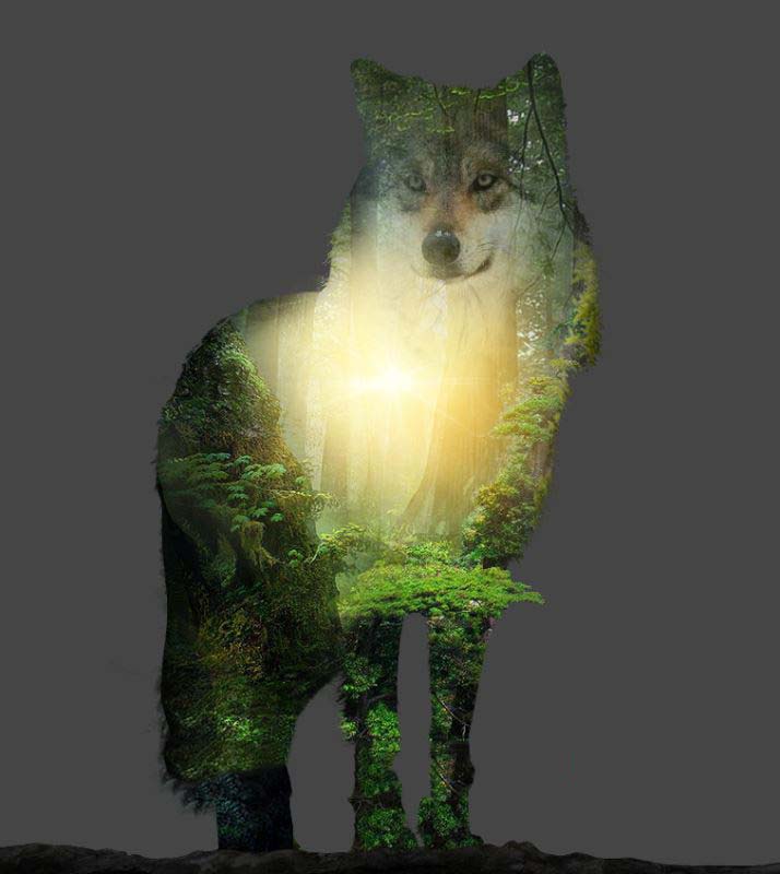 Photoshop怎样制作合成狼与森林结合的二次曝光效果?