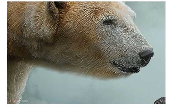 ps合成空中的北极熊与悬崖边的小女孩的唯美场景图教程