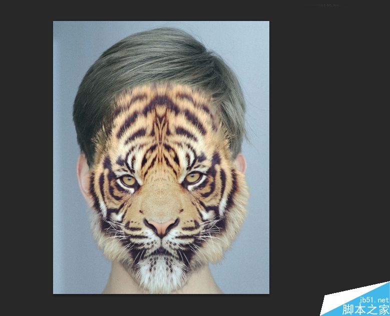 Photoshop将老虎头像和人脸完美融合在一起的效果图