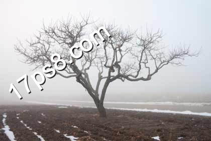 photoshop合成制作出荒野枯树的恐怖场景
