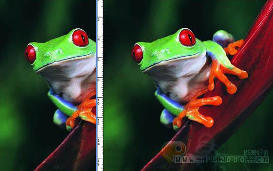 photoshop 合成恐怖的正在溶解的青蛙
