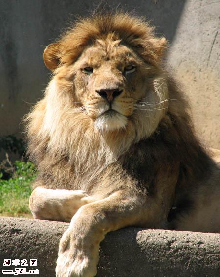 photoshop 合成创意的人身狮子王