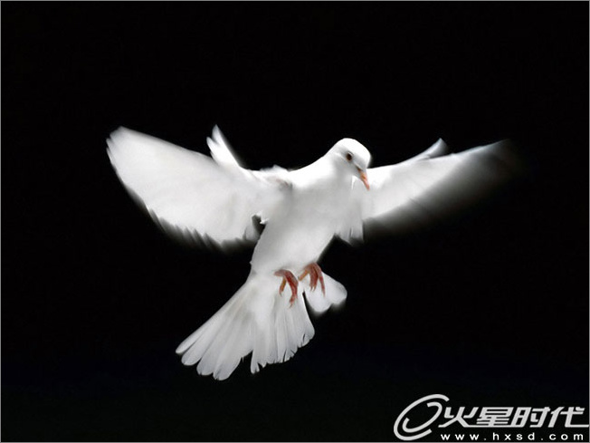 Photoshop照片合成：幻境中的和平鸽