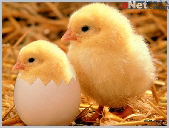 Photoshop合成“蛋壳里的小鸡”